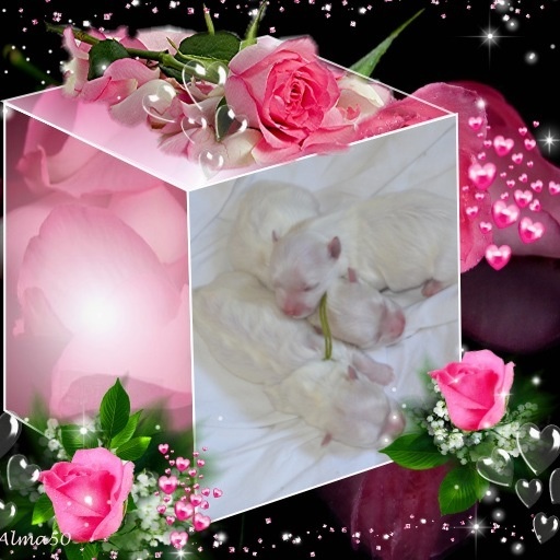 chiot Bichon maltais of the Heaven of Lise
