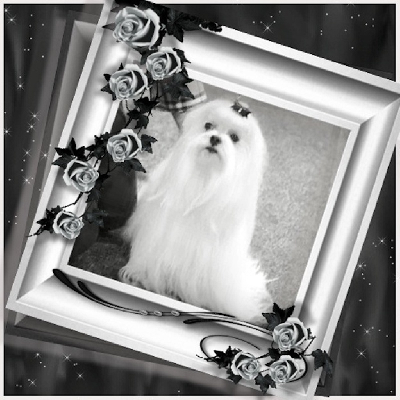 CH. lora's dream of white Kiara